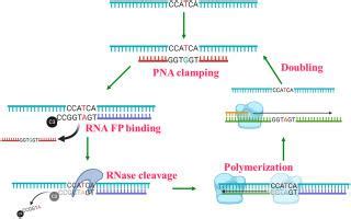 Ultrahigh sensitive and selective detection of single nucleotide 